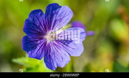 Un plan macro sur une fleur de géranium vivace bleu. Banque D'Images