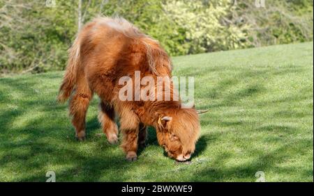 Un veau du troupeau de Chevin de Highland Cattle, qui broutage en fin d'après-midi, Otley, Leeds, 22-04-2020 Banque D'Images