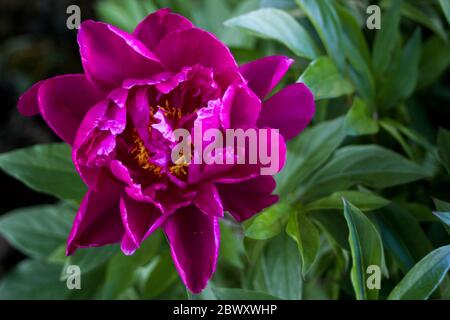 Pivoines européennes roses ou violettes en gros plan Banque D'Images