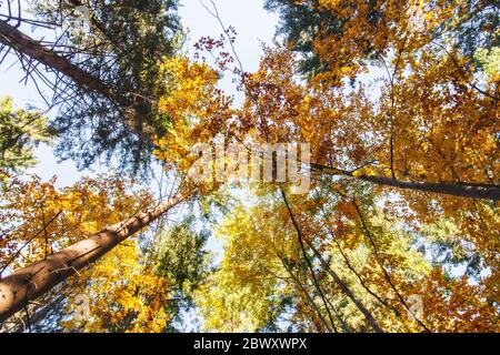 Vue sur les sommets des arbres depuis le bas, par une journée ensoleillée. Banque D'Images