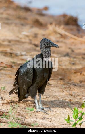 Une vautour noire (Coragyps atratus) sur une plage le long de la rivière Cuiaba près de Porto Jofre dans le nord de Pantanal, province de Mato Grosso au Brésil. Banque D'Images