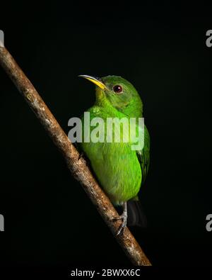 Une femelle de la forêt tropicale de l'Atlantique, au Brésil, est un réducteur de vitesse rampante verte (Chlorophanes spiza) Banque D'Images