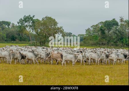 Pantaneiros (cowboys locaux) arrondissant les bovins sur le Ranch Caiman dans le sud du Pantanal dans la province de Mato Grosso au Brésil. Banque D'Images