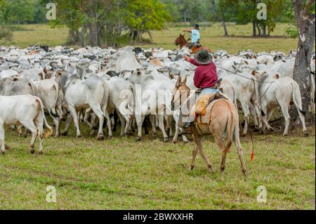 Pantaneiros (cowboys locaux) arrondissant les bovins sur le Ranch Caiman dans le sud du Pantanal dans la province de Mato Grosso au Brésil. Banque D'Images