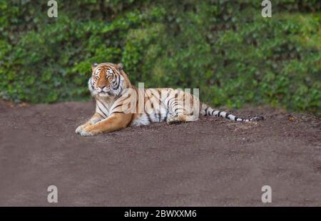 Tigre de Sibérie ou Amurtiger se détendre au soleil en regardant dans l'appareil photo. Le tigre de Sibérie est une population de Panthera tigris tigris dans le Far russe Banque D'Images