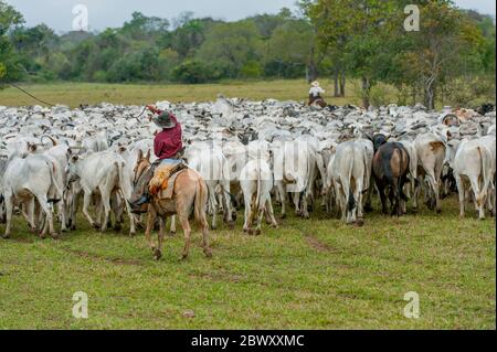 Pantaneiros (cowboys locaux) arrondissant les bovins sur le Ranch Caiman dans le sud du Pantanal dans la province de Mato Grosso au Brésil. Banque D'Images