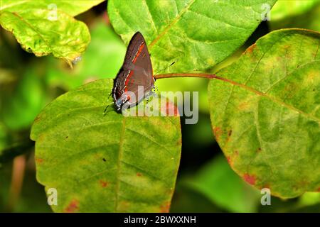 Le papillon rouge à queue de cheveux. Banque D'Images
