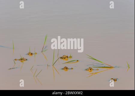 Yacare caiman (Caiman yacare) bébés dans les eaux peu profondes d'une rivière au Ranch Caiman dans le Pantanal du Sud, province de Mato Grosso au Brésil. Banque D'Images