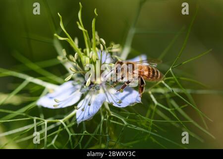 Vue rapprochée d'une abeille qui rassemble le nectar sur une fleur bleue. Joli bokeh en arrière-plan. Banque D'Images