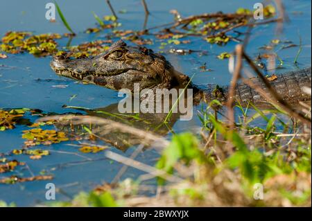 Un Yacare caiman (Caiman yacare) dans les eaux peu profondes d'une rivière au Ranch Caiman dans le Pantanal du Sud, province de Mato Grosso au Brésil. Banque D'Images