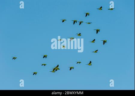 Un troupeau de Nanday Parakeets (anciennement appelé Black-Hooded Parakeet) survolant le ranch de San Francisco dans le Pantanal du Sud, Mato Grosso prov Banque D'Images