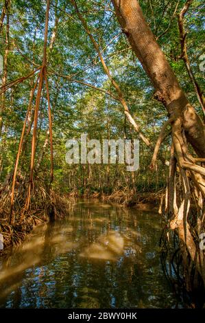 Une forêt de mangroves le long de la rivière Tarcoles, également appelée rivière Grande de Tarcoles ou rivière R Banque D'Images