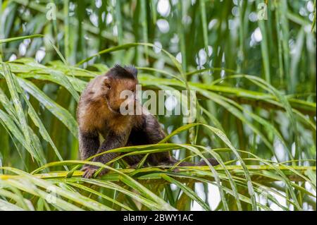 Un capucin brun (Cebus paella) ou un capucin touffeté est un singe du Nouveau monde, ici dans un arbre au jardin botanique de Rio de Janeiro, Brésil. Banque D'Images