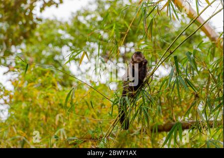 Un capucin brun (Cebus paella) ou un capucin touffeté est un singe du Nouveau monde, ici dans un arbre au jardin botanique de Rio de Janeiro, Brésil. Banque D'Images