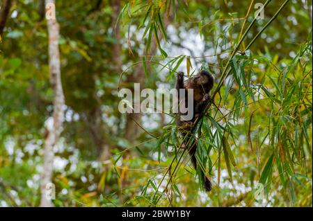 Un capucin brun (Cebus paella) ou un capucin touffeté est un singe du Nouveau monde, ici dans un arbre au jardin botanique de Rio de Janeiro, Brésil. Banque D'Images