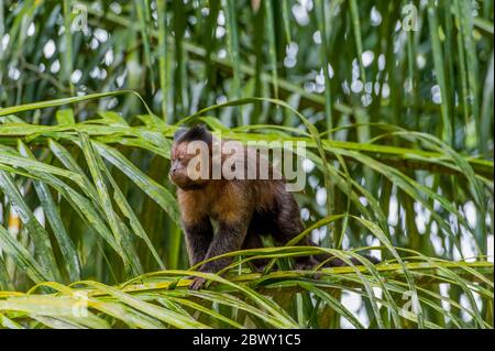 Un capucin brun (Cebus paella) ou un capucin touffeté est un singe du Nouveau monde, ici dans un arbre au jardin botanique de Rio de Janeiro, Brésil. Banque D'Images