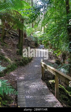 Forêt de Fern trois chutes piste Parc national de Mount Field Tasmanie Australie Banque D'Images