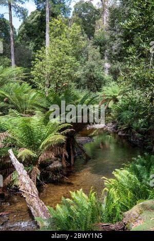 Petit ruisseau Parc national de Mount Field Tasmanie Australie Banque D'Images