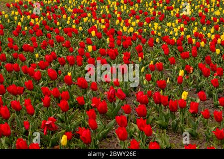 Champ de tulipes. Magnifique champ de tulipes rouges et jaunes. Banque D'Images