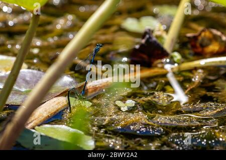 Gros plan de la paire de mouches rouges du Dragon, Coenagrion puella, qui se pond sur la tige de la plante de l'étang Banque D'Images