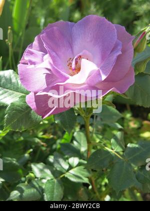 Initialement de couleur lilas, les fleurs de la rose floribunda 'Blue for You' deviennent bleutées à mesure qu'elles mûrissent. Banque D'Images