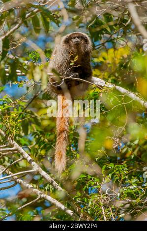 Un singe Titi masqué du Sud (Callicebus personatus) dans la zone de transition entre la forêt tropicale côtière et la savane à Caraca, Minas Gerais en BR Banque D'Images