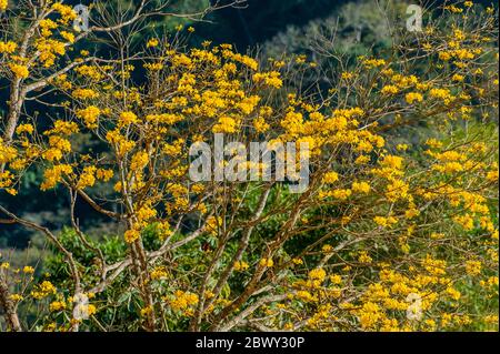 Un trompette jaune (Tabebuia aurea) dans la Réserve biologique de Caratinga dans l'État de Minas Gerais, Brésil. Banque D'Images