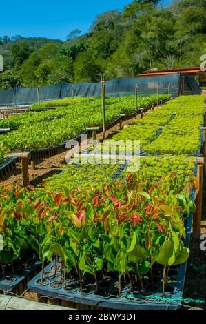 Ces semis d'arbres dans une pépinière de la Fondation SOS Atlantic Forest dans la Réserve biologique de Caratinga dans l'État de Minas Gerais, Brésil, le seront Banque D'Images