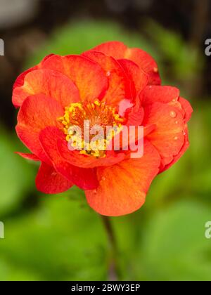 Gros plan sur la fleur rouge-orange du Geum vivace et robuste de la longue fleur 'Scarlet Tempest' Banque D'Images