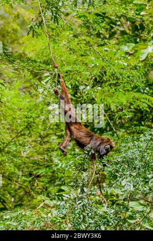 Un howler brun (Alouatta guariba), également connu sous le nom de singe howler brun, est une espèce de singe howler, un type de singe du Nouveau monde dans le rainfo atlantique Banque D'Images