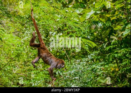 Un howler brun (Alouatta guariba), également connu sous le nom de singe howler brun, est une espèce de singe howler, un type de singe du Nouveau monde dans le rainfo atlantique Banque D'Images