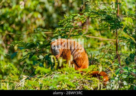 Un howler brun (Alouatta guariba), également connu sous le nom de singe howler brun, est une espèce de singe howler, un type de singe du Nouveau monde dans le rainfo atlantique Banque D'Images