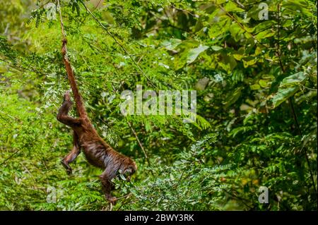 Un howler brun (Alouatta guariba), également connu sous le nom de singe howler brun, est une espèce de singe howler, un type de singe du Nouveau monde dans le rainfo atlantique Banque D'Images