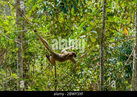 Un singe muriqui du nord (Brachyteles hypoxanthus) est une espèce en voie de disparition (singe araignée laineux) dans la forêt tropicale de l'Atlantique dans le Caratinga B. Banque D'Images