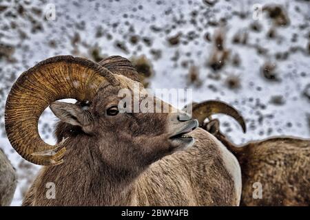 Bighorn RAM pris à Miller Butte sur la réserve nationale d'élans à Jackson Wyoming Banque D'Images