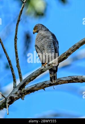 Buse en bord de route {Buteo magirostris) adulte perchée dans un arbre au-dessus de la rivière Amazone Banque D'Images