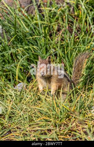 chipmunk assis dans une grande herbe avec des gouttes de rosée brillantes dans l'état de washington Banque D'Images