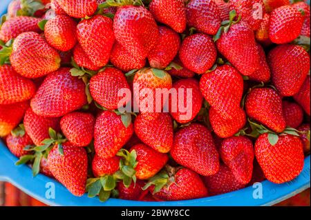 Fraises à vendre sur un stand de bord de route dans les hauts plateaux du Guatemala. Banque D'Images