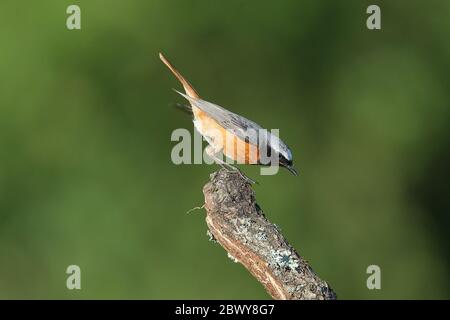 Une redstart commune sur un perché. Banque D'Images