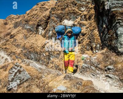 Népal, Trek à Mera pic. Un portier très chargé sur le sentier de randonnée de Paiya à Pangom Banque D'Images