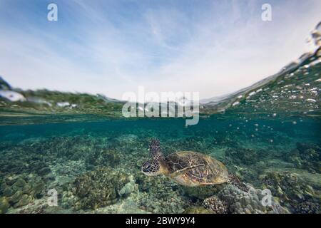 Tortue de mer verte ou Henu, Chelonia mydas, Kahalu'u Beach Park, Keauhou, Kona, Hawaii, Etats-Unis ( Central Pacific Ocean ) Banque D'Images