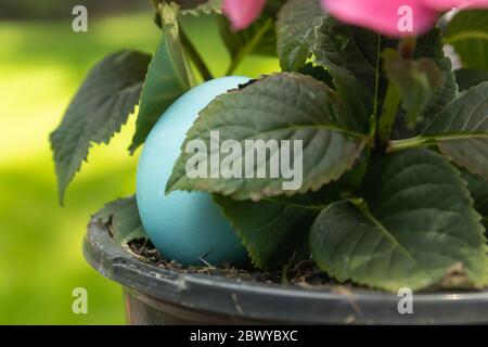 plante à fleurs rose avec un oeuf de pâques caché dans le pot Banque D'Images