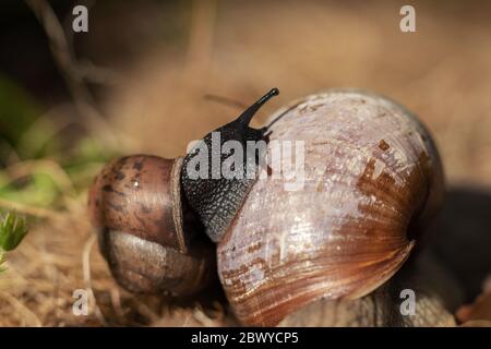 Gros plan macro escargot noir sur feuille verte. Forêt Banque D'Images