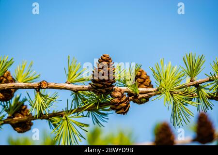 Cônes sur un arbre au printemps Banque D'Images