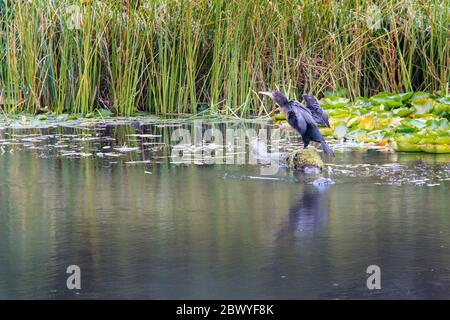 Cormorant perché sur une souche de pêche dans l'étang, Pembrokeshire pays de Galles Royaume-Uni Banque D'Images