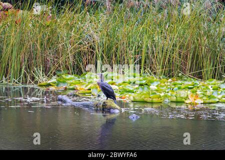 Cormorant perché sur une souche de pêche dans l'étang, Pembrokeshire pays de Galles Royaume-Uni Banque D'Images