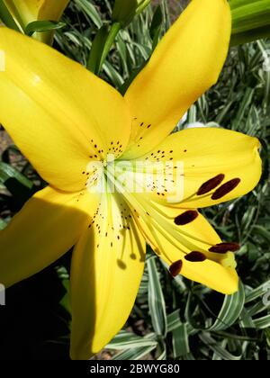Fleurs de lys jaunes sur le lit à fleurs. fleurs de nénuphars. Banque D'Images