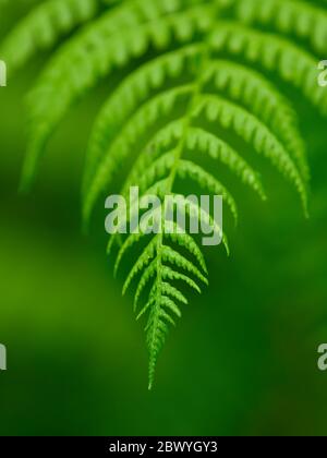 Lady Fern (Athyrium filix-femina); sentier de la vallée dans la forêt nationale de Siuslaw, sur la côte centrale de l'Oregon. Banque D'Images