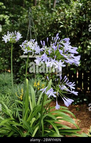 Agapanthus praecox bleu ou violet ou Lily of the Nile plantes en croissance et en floraison dans un jardin à la maison en Alabama, Etats-Unis. Banque D'Images