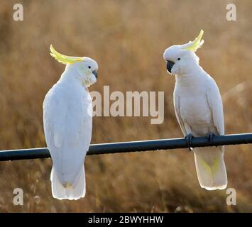 Deux cacatoos à crête de soufre, Cacatua galerita, dans la nature, perchés sur une rampe, face à face au parc national de Cania gorge. Queensland Australie Banque D'Images